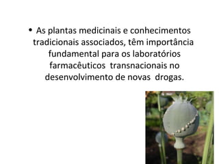 • As plantas medicinais e conhecimentos
tradicionais associados, têm importância
fundamental para os laboratórios
farmacêuticos transnacionais no
desenvolvimento de novas drogas.
 