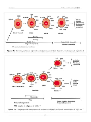 Naoum P.C.                                                            Rev.bras.hematol.hemoter., 2001, 23(2):




Figura 1a. Exemplo-padrão da expressão deantígenos de superfície durante a maturação de linfócitos B




 Figura 1b. Exemplo-padrão da expressão de antígenos de superfície durante a maturação de linfócitos T


                                                18
 