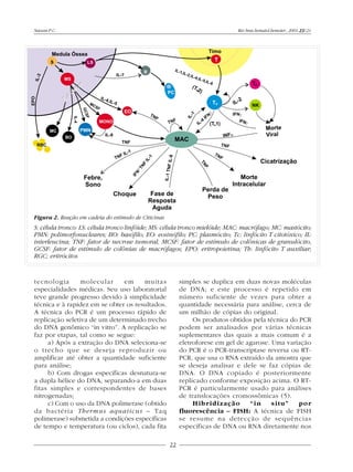 Naoum P.C.                                                                    Rev.bras.hematol.hemoter., 2001, 23(2):




Figura 2. Reação em cadeia do estímulo de Citicinas
S: célula tronco: LS: célula tronco linfóide; MS: célula tronco mielóide; MAC: macrófago; MC: mastócito;
PMN: polimorfonucleares; BO: basófilo; EO: eosinófilo; PC: plasmócito; Tc: linfócito T citotóxico; IL:
interleucina; TNF: fator de necrose tumoral; MCSF: fator de estímulo de colônicas de granulócito,
GCSF: fator de estímulo de colônias de macrófagos; EPO: eritropoietina; Th: linfócito T auxiliar;
RGC; eritrócitos


tecnologia       molecular     em     muitas               simples se duplica em duas novas moléculas
especialidades médicas. Seu uso laboratorial               de DNA; e este processo é repetido em
teve grande progresso devido à simplicidade                número suficiente de vezes para obter a
técnica e à rapidez em se obter os resultados.             quantidade necessária para análise, cerca de
A técnica do PCR é um processo rápido de                   um milhão de cópias do original.
replicação seletiva de um determinado trecho                    Os produtos obtidos pela técnica do PCR
do DNA genômico “in vitro”. A replicação se                podem ser analisados por várias técnicas
faz por etapas, tal como se segue:                         suplementares das quais a mais comum é a
     a) Após a extração do DNA seleciona-se                eletroforese em gel de agarose. Uma variação
o trecho que se deseja reproduzir ou                       do PCR é o PCR-transcriptase reversa ou RT-
amplificar até obter a quantidade suficiente               PCR, que usa o RNA extraído da amostra que
para análise;                                              se deseja analisar e dele se faz cópias de
     b) Com drogas específicas desnatura-se                DNA. O DNA copiado é posteriormente
a dupla hélice do DNA, separando-a em duas                 replicado conforme exposição acima. O RT-
fitas simples e correspondentes de bases                   PCR é particularmente usado para análises
nitrogenadas;                                              de translocações cromossômicas (5).
     c) Com o uso da DNA polimerase (obtido                     Hibridização       “in     situ”    por
da bactéria Thermus aquaticus – Taq                        fluorescência – FISH: A técnica de FISH
polimerase) submetida a condições específicas              se resume na detecção de sequências
de tempo e temperatura (ou ciclos), cada fita              específicas de DNA ou RNA diretamente nos

                                                      22
 