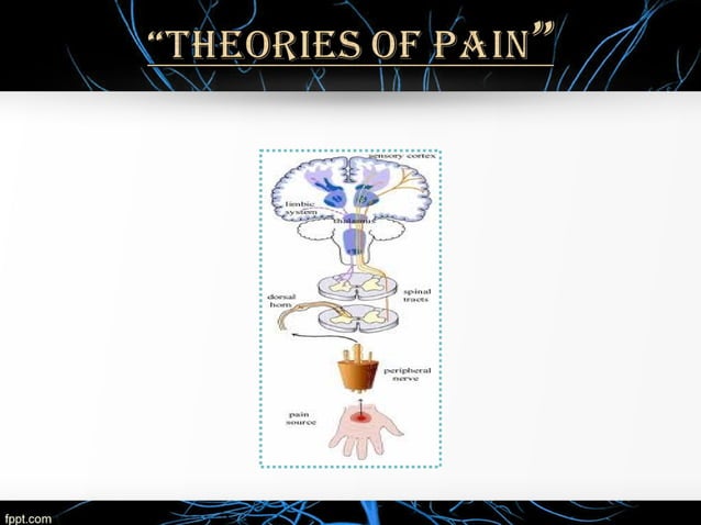 Pain perception and theories of pain | PPT