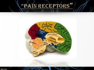 Pain perception and theories of pain | PPT