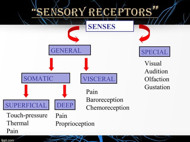 Pain perception and theories of pain | PPT