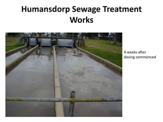Humansdorp Sewage Treatment
          Works


                      4 weeks after
                      dosing commenced
 