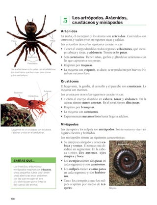 Abdomen 
Patas Cefalotórax 
Quelíceros 
Pedipalpos 
Las arañas tienen ocho patas y en el cefalotórax, 
dos quelíceros que les sirven para comer 
y dos pedipalpos. 
SABÍAS QUE… 
100 
5 Los artrópodos. Arácnidos, 
crustáceos y miriápodos 
Arácnidos 
La araña, el escorpión y los ácaros son arácnidos. Casi todos son 
terrestres y suelen vivir en regiones secas y cálidas. 
Los arácnidos tienen las siguientes características: 
• Tienen el cuerpo dividido en dos regiones: cefalotórax, que inclu-ye 
cabeza y tórax, y abdomen. Tienen ocho patas. 
• Son carnívoros. Tienen uñas, garfios y glándulas venenosas con 
las que capturan a sus presas. 
• Respiran por tráqueas. 
• La mayoría son ovíparos, es decir, se reproducen por huevos. No 
sufren metamorfosis. 
Crustáceos 
El bogavante, la gamba, el centollo y el percebe son crustáceos. La 
mayoría son marinos. 
Los crustáceos tienen las siguientes características: 
• Tienen el cuerpo dividido en cabeza, tórax y abdomen. En la 
cabeza tienen cuatro antenas. En el tórax tienen diez patas. 
• Respiran por branquias. 
• La mayoría son carnívoros. 
• Experimentan metamorfosis hasta llegar a adultos. 
Miriápodos 
Los ciempiés y los milpiés son miriápodos. Son terrestres y viven en 
lugares oscuros y húmedos. 
Los miriápodos tienen las siguientes características: 
• Su cuerpo es alargado y tienen ca-beza 
y tronco. El tronco está di-vidido 
en segmentos. En la cabe-za 
tienen dos antenas, ojos 
simples y boca. 
• Los ciempiés tienen dos patas en 
cada segmento y son carnívoros. 
• Los milpiés tienen cuatro patas 
en cada segmento y son herbívo-ros. 
• Tanto los ciempiés como los mil-piés 
respiran por medio de trá-queas. 
Abdomen 
Cefalotórax 
Patas 
Antenas 
La gamba es un crustáceo con la cabeza 
y el tórax unidos en el cefalotórax. 
Los insectos, arácnidos y 
miriápodos respiran por tráqueas, 
unos pequeños tubos que tienen 
unas aberturas en el abdomen 
por las que recogen el aire 
y lo distribuyen por el interior 
del cuerpo del animal. 
Milpiés. 
Segmentos 
 