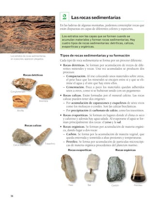 Los estratos de rocas sedimentarias, 
en ocasiones, aparecen plegados. 
56 
Las rocas sedimentarias 
En las laderas de algunas montañas, podemos contemplar rocas que 
están dispuestas en capas de diferentes colores y espesores. 
Los estratos son las capas que se forman cuando se 
acumulan materiales y forman rocas sedimentarias. Hay 
cuatro tipos de rocas sedimentarias: detríticas, calizas, 
evaporíticas y orgánicas. 
Tipos de rocas sedimentarias y su formación 
Cada tipo de roca sedimentaria se forma por un proceso diferente. 
• Rocas detríticas. Se forman por acumulación de trozos de dife-rentes 
minerales y rocas. Una vez acumulados se producen dos 
procesos: 
– Compactación. Al irse colocando unos materiales sobre otros, 
el peso hace que los minerales se encajen entre sí y que se eli-mine 
el agua y el aire que hay entre ellos. 
– Cementación. Poco a poco los materiales quedan adheridos 
unos a otros, como si se hubieran unido con un pegamento. 
• Rocas calizas. Están formadas por el mineral calcita. Las rocas 
calizas pueden tener dos orígenes: 
– Por acumulación de caparazones y esqueletos de seres vivos 
como los moluscos o corales. Son las calizas bioclásticas. 
– Por precipitación de carbonato de calcio, como los travertinos. 
• Rocas evaporíticas. Se forman en lugares donde el clima es seco 
y caluroso y además hay agua salada. Al evaporarse el agua se for-man 
principalmente dos rocas: el yeso y la sal. 
• Rocas orgánicas. Se forman por acumulación de materia orgáni-ca, 
dando lugar a dos rocas: 
– Carbón. Se forma por la acumulación de materia vegetal, que 
queda enterrada y sometida a altas presiones y temperaturas. 
– Petróleo. Se forma por acumulación de partículas microscópi-cas 
de materia orgánica procedentes del plancton marino. 
2 
Rocas detríticas 
Rocas calizas 
Rocas evaporíticas Rocas orgánicas 
Conglomerado 
Arenisca 
Arcilla 
Caliza bioclástica Travertino 
Yeso Sal Carbón Petróleo 
 
