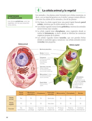 COMPRENDE 
EL SIGNIFICADO 
68 
La célula animal y la vegetal 
4 
Los animales y las plantas están formados por células eucariotas, es 
decir, con su material genético en el núcleo, aunque existen diferen-cias 
entre las células de los animales y las de las plantas: 
• Por fuera, la célula vegetal tiene una pared rígida llamada pared 
celular, mientras que la célula animal no la tiene. 
• Las células vegetales tienen forma poliédrica, mientras las animales 
tienen formas más variadas. 
• La célula vegetal tiene cloroplastos, unos orgánulos donde se 
realiza la fotosíntesis, es decir, donde se fabrican las sustancias 
orgánicas propias de la planta. 
• Las células vegetales tienen vacuolas, que son grandes bolsas 
donde se acumulan agua y sustancias. Las células animales tienen 
vesículas más pequeñas. 
Célula animal Célula vegetal 
Membrana plasmática 
Núcleo. Contiene 
el material genético. 
Citoplasma. 
En él se encuentran 
los orgánulos: 
mitocondrias, 
vacuolas… 
Vesículas y vacuolas. 
Bolsas rodeadas 
de membrana donde 
se acumulan sustancias. 
Mitocondrias. En ellas 
se obtiene la energía 
de los nutrientes. Cloroplastos. 
Almacenan 
un pigmento verde, 
denominado clorofila. 
En ellos se elabora 
la materia orgánica 
por medio 
de la fotosíntesis. 
Pared celular. 
Pared gruesa y 
rígida. 
Pared 
celular 
Membrana 
plasmática Citoplasma Vesículas/ 
vacuolas Mitocondria Cloroplasto Núcleo 
Célula 
animal No Sí Sí Vesículas Sí No Sí 
Célula 
vegetal Sí Sí Sí Vacuolas Sí Sí Sí 
Función 
Da 
resistencia 
Separa 
y protege 
Contiene 
orgánulos 
Acumula 
sustancias 
Produce 
energía 
Realiza 
fotosíntesis 
Contiene 
información 
Las células poliédricas, como las 
vegetales, son las que presentan 
caras planas. 
 