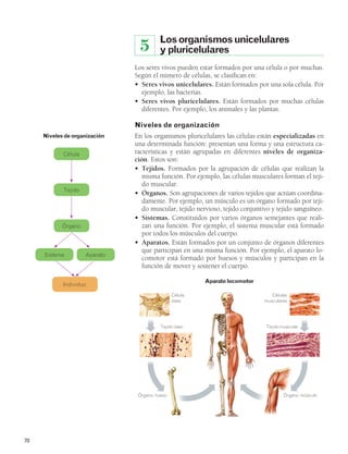 70 
5 Los organismos unicelulares 
y pluricelulares 
Los seres vivos pueden estar formados por una célula o por muchas. 
Según el número de células, se clasifican en: 
• Seres vivos unicelulares. Están formados por una sola célula. Por 
ejemplo, las bacterias. 
• Seres vivos pluricelulares. Están formados por muchas células 
diferentes. Por ejemplo, los animales y las plantas. 
Niveles de organización 
En los organismos pluricelulares las células están especializadas en 
una determinada función: presentan una forma y una estructura ca-racterísticas 
y están agrupadas en diferentes niveles de organiza-ción. 
Estos son: 
• Tejidos. Formados por la agrupación de células que realizan la 
misma función. Por ejemplo, las células musculares forman el teji-do 
muscular. 
• Órganos. Son agrupaciones de varios tejidos que actúan coordina-damente. 
Por ejemplo, un músculo es un órgano formado por teji-do 
muscular, tejido nervioso, tejido conjuntivo y tejido sanguíneo. 
• Sistemas. Constituidos por varios órganos semejantes que reali-zan 
una función. Por ejemplo, el sistema muscular está formado 
por todos los músculos del cuerpo. 
• Aparatos. Están formados por un conjunto de órganos diferentes 
que participan en una misma función. Por ejemplo, el aparato lo-comotor 
está formado por huesos y músculos y participan en la 
función de mover y sostener el cuerpo. 
Célula 
ósea 
Células 
musculares 
Aparato locomotor 
Tejido óseo Tejido muscular 
Órgano: hueso Órgano: músculo 
Niveles de organización 
Célula 
Tejido 
Órgano 
Sistema Aparato 
Individuo 
 