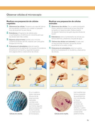 79 
Realizar una preparación de células 
vegetales 
1. Obtenemos las células. Tomamos una capa del interior 
de una cebolla y quitamos con cuidado un pequeño 
trozo de la piel por la cara interna. 
2. Extendemos el fragmento de cebolla sobre 
un portaobjetos y lo teñimos con colorante para que 
las células sean más visibles. 
3. Dejamos actuar el tinte durante cinco minutos 
y lavamos el exceso de tinte, dejando caer unas gotas 
de agua por encima. 
4. Colocamos el cubreobjetos sobre la muestra 
y la ponemos en la platina del microscopio. Encendemos 
la fuente de iluminación y, siguiendo los pasos 
de la página anterior, observamos las células. 
Realizar una preparación de células 
animales 
1. Obtenemos las células. Con un palillo de algodón 
limpio, rascamos suavemente la cara interna de 
la mejilla, sin hacernos daño. Sobre el palillo 
de algodón habremos recogido algunas células de 
la piel. 
2. Extendemos sobre el portaobjetos las células que 
hemos obtenido y añadimos una gota de agua. 
3. Teñimos las células con colorante. En este caso 
no hay que lavar el exceso, ya que las células 
se perderían al no estar unidas. 
4. Colocamos el cubreobjetos sobre la muestra, 
ponemos la preparación en la platina y observamos 
las células. 
Observar células al microscopio 
1 2 
3 4 
En un cuaderno 
deben realizarse 
dibujos de las 
observaciones 
realizadas 
y anotaciones 
sobre los pasos 
que hemos seguido 
para la preparación 
de las muestras 
y su observación 
al microscopio. 
Las muestras que 
hemos preparado 
las guardaremos 
con una etiqueta, 
en la que 
pondremos 
el nombre de 
la preparación, 
la fecha y nuestro 
nombre para volver 
a observarlas 
1 2 
3 4 
Células de cebolla. Células de la mejilla. posteriormente. 
 