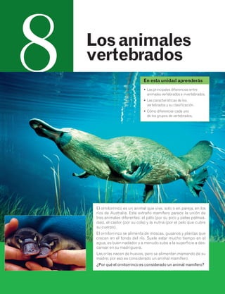 8 
Los animales 
vertebrados 
En esta unidad aprenderás 
• Las principales diferencias entre 
animales vertebrados e invertebrados. 
• Las características de los 
vertebrados y su clasificación. 
• Cómo diferenciar cada uno 
de los grupos de vertebrados. 
Ilustración 
El ornitorrinco es un animal que vive, solo o en pareja, en los 
ríos de Australia. Este extraño mamífero parece la unión de 
tres animales diferentes: el pato (por su pico y patas palmea-das), 
el castor (por su cola) y la nutria (por el pelo que cubre 
su cuerpo). 
El ornitorrinco se alimenta de moscas, gusanos y plantas que 
crecen en el fondo del río. Suele estar mucho tiempo en el 
agua, es buen nadador y a menudo sube a la superficie a des-cansar 
en su madriguera. 
Las crías nacen de huevos, pero se alimentan mamando de su 
madre; por eso es considerado un animal mamífero. 
¿Por qué el ornitorrinco es considerado un animal mamífero? 
 