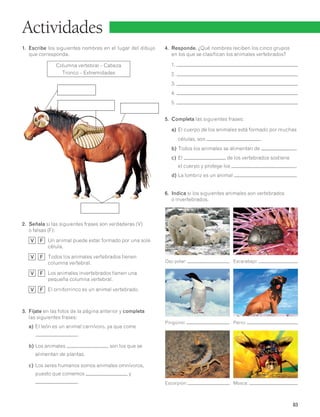83 
Actividades 
1. Escribe los siguientes nombres en el lugar del dibujo 
que corresponda. 
Columna vertebral – Cabeza 
Tronco – Extremidades 
2. Señala si las siguientes frases son verdaderas (V) 
o falsas (F): 
V F Un animal puede estar formado por una sola 
célula. 
V F Todos los animales vertebrados tienen 
columna vertebral. 
V F Los animales invertebrados tienen una 
pequeña columna vertebral. 
V F El ornitorrinco es un animal vertebrado. 
3. Fíjate en las fotos de la página anterior y completa 
las siguientes frases: 
a) El león es un animal carnívoro, ya que come 
. 
b) Los animales son los que se 
alimentan de plantas. 
c) Los seres humanos somos animales omnívoros, 
puesto que comemos y 
. 
4. Responde. ¿Qué nombres reciben los cinco grupos 
en los que se clasifican los animales vertebrados? 
1. 
2. 
3. 
4. 
5. 
5. Completa las siguientes frases: 
a) El cuerpo de los animales está formado por muchas 
células, son . 
b) Todos los animales se alimentan de . 
c) El de los vertebrados sostiene 
el cuerpo y protege los . 
d) La lombriz es un animal . 
6. Indica si los siguientes animales son vertebrados 
o invertebrados. 
Oso polar: Escarabajo: 
Pingüino: Perro: 
Escorpión: Mosca: 
 