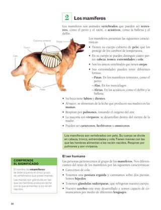 COMPRENDE 
EL SIGNIFICADO 
84 
Los mamíferos 
Los mamíferos son animales vertebrados que pueden ser terres-tres, 
como el perro y el ratón, o acuáticos, como la ballena y el 
delfín. 
Los mamíferos presentan las siguientes caracte-rísticas: 
• Tienen su cuerpo cubierto de pelo, que los 
protege de los cambios de temperatura. 
• En su cuerpo se pueden distinguir cuatro par-tes: 
cabeza, tronco, extremidades y cola. 
• Son los únicos vertebrados que tienen orejas. 
• Sus extremidades pueden tener diferentes 
formas: 
– Patas. En los mamíferos terrestres, como el 
perro. 
– Alas. En los murciélagos. 
– Aletas. En los acuáticos, como el delfín y la 
ballena. 
• Su boca tiene labios y dientes. 
• Al nacer, se alimentan de la leche que producen sus madres en las 
mamas. 
• Respiran por pulmones, tomando el oxígeno del aire. 
• La mayoría son vivíparos: se desarrollan dentro del vientre de la 
madre. 
• Pueden ser carnívoros, herbívoros u omnívoros. 
Los mamíferos son vertebrados con pelo. Su cuerpo se divide 
en cabeza, tronco, extremidades y cola. Tienen mamas con las 
que las hembras alimentan a los recién nacidos. Respiran por 
pulmones y son vivíparos. 
El ser humano 
Las personas pertenecemos al grupo de los mamíferos. Nos diferen-ciamos 
del resto de los mamíferos por las siguientes características: 
• Carecemos de cola. 
• Tenemos una postura erguida y caminamos sobre dos piernas. 
Somos bípedos. 
• Tenemos glándulas sudoríparas, que refrigeran nuestro cuerpo. 
• Nuestro cerebro está muy desarrollado y somos capaces de co-municarnos 
por medio de diferentes lenguajes. 
2 
Columna vertebral Orejas 
Patas 
Cola 
Tronco 
El nombre de «mamífero» 
se debe a que es el único grupo 
de vertebrados que posee mamas. 
Las mamas son glándulas en las 
que las hembras producen leche 
con la que alimentan a los recién 
nacidos. 
 