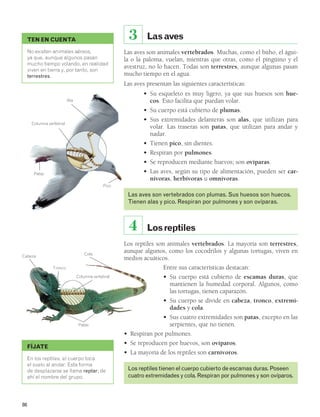 Cabeza Cola 
86 
3 
TEN EN CUENTA 
No existen animales aéreos, 
ya que, aunque algunos pasan 
mucho tiempo volando, en realidad 
viven en tierra y, por tanto, son 
terrestres. 
Columna vertebral 
Patas 
FÍJATE 
Ala 
Pico 
Columna vertebral 
Patas 
Tronco 
En los reptiles, el cuerpo toca 
el suelo al andar. Esta forma 
de desplazarse se llama reptar; de 
ahí el nombre del grupo. 
Las aves 
Las aves son animales vertebrados. Muchas, como el búho, el águi-la 
o la paloma, vuelan, mientras que otras, como el pingüino y el 
avestruz, no lo hacen. Todas son terrestres, aunque algunas pasan 
mucho tiempo en el agua. 
Las aves presentan las siguientes características: 
• Su esqueleto es muy ligero, ya que sus huesos son hue-cos. 
Esto facilita que puedan volar. 
• Su cuerpo está cubierto de plumas. 
• Sus extremidades delanteras son alas, que utilizan para 
volar. Las traseras son patas, que utilizan para andar y 
nadar. 
• Tienen pico, sin dientes. 
• Respiran por pulmones. 
• Se reproducen mediante huevos; son ovíparas. 
• Las aves, según su tipo de alimentación, pueden ser car-nívoras, 
herbívoras u omnívoras. 
Las aves son vertebrados con plumas. Sus huesos son huecos. 
Tienen alas y pico. Respiran por pulmones y son ovíparas. 
4 Los reptiles 
Los reptiles son animales vertebrados. La mayoría son terrestres, 
aunque algunos, como los cocodrilos y algunas tortugas, viven en 
medios acuáticos. 
Entre sus características destacan: 
• Su cuerpo está cubierto de escamas duras, que 
mantienen la humedad corporal. Algunos, como 
las tortugas, tienen caparazón. 
• Su cuerpo se divide en cabeza, tronco, extremi-dades 
y cola. 
• Sus cuatro extremidades son patas, excepto en las 
serpientes, que no tienen. 
• Respiran por pulmones. 
• Se reproducen por huevos, son ovíparos. 
• La mayoría de los reptiles son carnívoros. 
Los reptiles tienen el cuerpo cubierto de escamas duras. Poseen 
cuatro extremidades y cola. Respiran por pulmones y son ovíparos. 
 