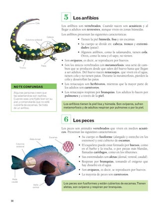 88 
5 
Columna vertebral 
Tronco 
Cola 
Patas 
NO TE CONFUNDAS 
Cabeza 
Algunas personas creen que 
las salamandras son reptiles. 
Cuando veas una fíjate bien en su 
piel y comprobarás que no está 
cubierta de escamas. Se trata 
de un anfibio. 
Escamas 
Aleta 
ventral 
Columna 
vertebral 
Aleta 
caudal 
Aleta dorsal 
Los anfibios 
Los anfibios son vertebrados. Cuando nacen son acuáticos y al 
llegar a adultos son terrestres, aunque viven en zonas húmedas. 
Los anfibios presentan las siguientes características: 
• Tienen la piel húmeda, lisa y sin escamas. 
• Su cuerpo se divide en: cabeza, tronco y extremi-dades 
(patas). 
• Algunos anfibios, como la salamandra, tienen cola. 
Otros, como la rana y el sapo, no tienen. 
• Son ovíparos, es decir, se reproducen por huevos. 
• Son los únicos vertebrados con metamorfosis: una serie de cam-bios 
que se producen desde que salen del huevo hasta que llegan 
a ser adultos. Del huevo nacen renacuajos, que viven en el agua, 
tienen cola y no tienen patas. Durante la metamorfosis, pierden la 
cola y desarrollan las patas. 
• Los renacuajos son herbívoros, mientras que la mayor parte de 
los adultos son carnívoros. 
• Los renacuajos respiran por branquias. Los adultos lo hacen por 
pulmones y a través de la piel. 
Los anfibios tienen la piel lisa y húmeda. Son ovíparos, sufren 
metamorfosis y de adultos respiran por pulmones o por la piel. 
6 Los peces 
Los peces son animales vertebrados que viven en medios acuáti-cos. 
Presentan las siguientes características: 
• Su cuerpo es fusiforme (alargado y estrecho en los 
extremos) y está cubierto de escamas. 
• El esqueleto puede estar formado por huesos, como 
en el barbo y la trucha, o por piezas más blandas, 
llamadas cartílagos, como en los tiburones. 
• Sus extremidades son aletas (dorsal, ventral, caudal). 
• Respiran por branquias, tomando el oxígeno que 
hay disuelto en el agua. 
• Son ovíparos, es decir, se reproducen por huevos. 
• La mayoría de peces son carnívoros. 
Los peces son fusiformes y están cubiertos de escamas. Tienen 
aletas, son ovíparos y respiran por branquias. 
 