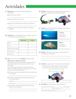 30. Señala en las siguientes ilustraciones la posición de 
89 
la columna vertebral y de las extremidades. 
31. Indica de qué está formado el esqueleto de cada uno 
de los siguientes peces: 
32. Explica cómo respiran los peces y de dónde toman 
el oxígeno que necesitan. 
33. Escribe los siguientes nombres donde corresponda: 
Aleta dorsal – Aleta caudal – Aleta ventral 
34. Completa el siguiente texto sobre los peces: 
Los peces son animales . Su cuerpo 
es y está cubierto de . 
Sus extremidades se llaman . 
Actividades 
27. Responde a las siguientes preguntas sobre 
los anfibios: 
a) ¿Cómo tienen la piel? 
b) ¿Cómo se llaman las crías? 
c) ¿De qué se alimentan las crías de los anfibios? 
d) ¿Qué tipo de alimentación tienen los anfibios 
adultos? 
28. Completa la siguiente tabla con las diferencias entre 
un renacuajo y un anfibio adulto. 
Renacuajo Adulto 
Patas 
Cola 
Medio en que habita 
Alimentación 
Respiración 
29. Lee el siguiente texto y contesta a las preguntas: 
Diferenciar un sapo de una rana. 
«Los sapos tienen la piel más seca y áspera que las 
ranas. Sus patas son más cortas y caminan más 
que saltan. 
Las ranas tienen la piel más húmeda, brillante y 
suave. Sus patas traseras son más largas y con ellas 
pueden realizar grandes saltos.» 
a) ¿A qué grupo de vertebrados pertenecen las ranas 
y los sapos? 
b) ¿Cuál de los dos anfibios se desplaza saltando 
y cuál caminando? 
Saltando: 
Caminando: 
c) ¿Cuáles son las diferencias entre la piel de las 
ranas y la de los sapos? 
Tiburón 
Esqueleto 
formado por: 
Barbo 
Esqueleto 
formado por: 
 