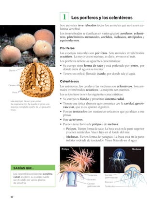 Ósculo 
Canales 
Poros 
92 
Los poríferos y los celentéreos 
1 
Son animales invertebrados todos los animales que no tienen co-lumna 
vertebral. 
Los invertebrados se clasifican en varios grupos: poríferos, celenté-reos, 
platelmintos, nematodos, anélidos, moluscos, artrópodos y 
equinodermos. 
Poríferos 
Las esponjas naturales son poríferos. Son animales invertebrados 
acuáticos. La mayoría son marinas, es decir, viven en el mar. 
Los poríferos tienen las siguientes características: 
• Su cuerpo tiene forma de saco y está perforado por poros, por 
donde entra el agua a su interior. 
• Tienen un orificio llamado ósculo, por donde sale el agua. 
Celentéreos 
Las anémonas, los corales y las medusas son celentéreos. Son ani-males 
invertebrados acuáticos. La mayoría son marinos. 
Los celentéreos tienen las siguientes características: 
• Su cuerpo es blando y presentan simetría radial. 
• Tienen una única abertura que comunica con la cavidad gastro-vascular, 
que es su aparato digestivo. 
• Poseen tentáculos con sustancias urticantes que paralizan a sus 
presas. 
• Son carnívoros. 
• Pueden tener forma de pólipo o de medusa: 
– Pólipos. Tienen forma de saco. La boca está en la parte superior 
y tienen tentáculos. Viven fijos en el fondo del mar. 
– Medusas. Tienen forma de paraguas. La boca está en la parte 
inferior rodeada de tentáculos. Viven flotando en el agua. 
Las esponjas tienen gran poder 
de regeneración. Se puede originar una 
esponja completa a partir de un pequeño 
trozo. 
SABÍAS QUE… 
Los celentéreos presentan simetría 
radial, es decir, su cuerpo puede 
ser dividido por varios planos 
de simetría. 
Pólipo Medusa 
Cavidad 
gastrovascular 
Boca-ano 
Tentáculos 
Tentáculos 
Boca-ano 
Cavidad 
gastrovascular 
 