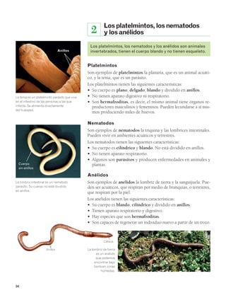 La tenia es un platelminto parásito que vive 
en el intestino de las personas a las que 
infecta. Se alimenta directamente 
del huésped. 
Cuerpo 
sin anillos 
94 
2 Los platelmintos, los nematodos 
y los anélidos 
Los platelmintos, los nematodos y los anélidos son animales 
invertebrados, tienen el cuerpo blando y no tienen esqueleto. 
Platelmintos 
Son ejemplos de platelmintos la planaria, que es un animal acuáti-co, 
y la tenia, que es un parásito. 
Los platelmintos tienen las siguientes características: 
• Su cuerpo es plano, delgado, blando y dividido en anillos. 
• No tienen aparato digestivo ni respiratorio. 
• Son hermafroditas, es decir, el mismo animal tiene órganos re-productores 
masculinos y femeninos. Pueden fecundarse a sí mis-mos 
produciendo miles de huevos. 
Nematodos 
Son ejemplos de nematodos la triquina y las lombrices intestinales. 
Pueden vivir en ambientes acuáticos y terrestres. 
Los nematodos tienen las siguientes características: 
• Su cuerpo es cilíndrico y blando. No está dividido en anillos. 
• No tienen aparato respiratorio. 
• Algunos son parásitos y producen enfermedades en animales y 
plantas. 
Anélidos 
Son ejemplos de anélidos la lombriz de tierra y la sanguijuela. Pue-den 
ser acuáticos, que respiran por medio de branquias, o terrestres, 
que respiran por la piel. 
Los anélidos tienen las siguientes características: 
• Su cuerpo es blando, cilíndrico y dividido en anillos. 
• Tienen aparato respiratorio y digestivo. 
• Hay especies que son hermafroditas. 
• Son capaces de regenerar un individuo nuevo a partir de un trozo. 
Cabeza 
La lombriz de tierra 
es un anélido 
que podemos 
encontrar bajo 
tierra en zonas 
húmedas. 
Anillos 
Anillos 
La lombriz intestinal es un nematodo 
parásito. Su cuerpo no está dividido 
en anillos. 
 