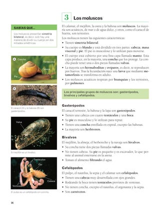 A 
B 
Ventosas 
96 
Los moluscos 
3 
El calamar, el mejillón, la ostra y la babosa son moluscos. La mayo-ría 
son acuáticos, de mar o de agua dulce, y otros, como el caracol de 
huerta, son terrestres. 
Los moluscos tienen las siguientes características: 
• Tienen simetría bilateral. 
• Su cuerpo es blando y está dividido en tres partes: cabeza, masa 
visceral y pie. El pie es musculoso y lo utilizan para moverse. 
• El cuerpo está cubierto por una fina capa llamada manto. Esta 
capa produce, en la mayoría, una concha que los protege. La con-cha 
puede tener una o dos piezas llamadas valvas. 
• La mayoría son hermafroditas y ovíparos, es decir, se reproducen 
por huevos. Tras la fecundación nace una larva que mediante me-tamorfosis 
se transforma en adulto. 
• Los moluscos acuáticos respiran por branquias y los terrestres, 
por pulmones. 
Los principales grupos de moluscos son: gasterópodos, 
bivalvos y cefalópodos. 
Gasterópodos 
El caracol terrestre, la babosa y la lapa son gasterópodos. 
• Tienen una cabeza con cuatro tentáculos y una boca. 
• Su pie es musculoso y lo utilizan para reptar. 
• Tienen una concha enrollada en espiral, excepto las babosas. 
• La mayoría son herbívoros. 
Bivalvos 
El mejillón, la almeja, el berberecho y la navaja son bivalvos. 
• Su concha tiene dos piezas llamadas valvas. 
• No tienen cabeza. Su pie es pequeño y es excavador, lo que per-mite 
al animal enterrarse en la arena. 
• Toman el alimento filtrando el agua. 
Cefalópodos 
El pulpo, el nautilus, la sepia y el calamar son cefalópodos. 
• Tienen una cabeza muy desarrollada con ojos grandes. 
• Rodeando la boca tienen tentáculos provistos de ventosas. 
• No tienen concha, excepto el nautilus, el argonauta y la sepia. 
• Son carnívoros. 
SABÍAS QUE… 
Los moluscos presentan simetría 
bilateral, es decir, solo hay una 
manera de dividir su cuerpo en dos 
mitades simétricas 
Concha 
Tentáculos 
Cabeza 
Pie 
El caracol (A) y la babosa (B) son 
gasterópodos. 
Valva 
El mejillón es un bivalvo. 
Tentáculos 
Ojo 
Cabeza 
El pulpo es un cefalópodo sin concha. 
 