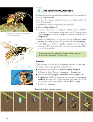 98 
Los artrópodos. Insectos 
4 
El escorpión, el cangrejo, el milpiés y el escarabajo son animales in-vertebrados 
artrópodos. 
Los artrópodos viven en medios terrestres y en medios acuáticos de 
mar y de agua dulce. 
Los artrópodos tienen las siguientes características: 
• Tienen simetría bilateral. 
• Su cuerpo está dividido en tres partes: cabeza, tórax y abdomen. 
En la cabeza tienen antenas, ojos y piezas bucales. Los ojos pue-den 
ser simples, situados en la parte superior de la cabeza, o 
compuestos. 
• Su cuerpo está cubierto por un esqueleto externo llamado exoes-queleto, 
que está compuesto de una sustancia llamada quitina. 
• Son ovíparos, es decir, se reproducen por huevos. En algunos 
artrópodos, del huevo nace una larva que, tras una metamorfosis, 
se convierte en adulto. 
Los artrópodos se clasifican en tres grupos: insectos, 
arácnidos, crustáceos y miriápodos. 
Insectos 
El saltamontes, el escarabajo, la mariposa y la mosca son insectos. 
Los insectos tienen las siguientes características: 
• Tienen el cuerpo dividido en: cabeza, tórax y abdomen. 
• En la cabeza tienen dos ojos compuestos y dos antenas. 
• En el tórax tienen seis patas articuladas y dos o cuatro alas. 
• Son ovíparos. Del huevo, nace una larva que experimenta meta-morfosis. 
Algunos, como los saltamontes, pasan por una fase lar-varia 
y otros, como las mariposas, por dos: larva y pupa. 
• Respiran por tráqueas. 
Metamorfosis de la mariposa monarca 
La avispa es un artrópodo que pertenece 
al grupo de los insectos. 
Tórax Cabeza 
Alas 
Abdomen 
Patas 
Antenas 
Ojos 
Antena simples 
Ojo 
compuesto 
 