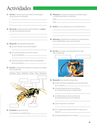 99 
Actividades 
31. Escribe el nombre de tres animales invertebrados 
del grupo de los artrópodos. 
1. 
2. 
3. 
32. Recuerda el significado de simetría bilateral y explica 
por qué los artrópodos la tienen. 
33. Responde a las siguientes preguntas: 
a) ¿En qué medios viven los artrópodos? 
b) ¿En qué tres partes se divide el cuerpo 
de los artrópodos? , 
y . 
c) ¿De qué sustancia está formado el exoesqueleto 
de los artrópodos? 
34. Escribe los siguientes nombres en el lugar de la imagen 
que corresponda. 
Cabeza – Tórax – Abdomen – Patas – Alas – Antenas 
35. Completa la siguiente frase. 
Los artrópodos se clasifican en: 
y . 
36. Responde a la siguiente pregunta. ¿Cuántas patas 
y cuántas alas tienen los insectos? 
Patas: 
Alas: 
37. Explica con tus palabras qué es la metamorfosis. 
38. Responde. ¿Qué diferencia hay entre la metamorfosis 
de un saltamontes y la de una mariposa? 
39. Escribe ojo simple y ojo compuesto en el lugar 
que corresponda. 
40. Responde a las siguientes preguntas: 
a) ¿Cómo se llama el organismo que nace del huevo 
de un insecto? 
b) ¿Cuántas fases larvarias se producen 
en la metamorfosis de un saltamontes? 
c) ¿Cuántas fases larvarias se producen 
en la metamorfosis de una mariposa? 
d) ¿Cómo respiran los insectos? 
e) ¿En cuántas partes está dividido el cuerpo de un 
insecto? 
f) ¿Cuántas antenas tiene un insecto? 
 