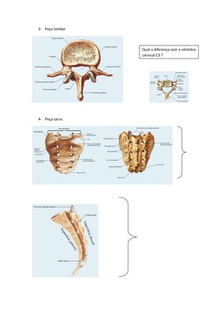 3- Peça lombar
4- Peça sacra
Qual a diferença com a vértebra
cervical C3 ?
 