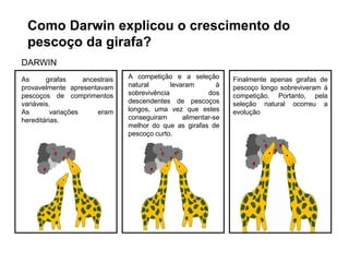 Como Darwin explicou o crescimento do
pescoço da girafa?
As girafas ancestrais
provavelmente apresentavam
pescoços de comprimentos
variáveis.
As variações eram
hereditárias.
A competição e a seleção
natural levaram à
sobrevivência dos
descendentes de pescoços
longos, uma vez que estes
conseguiram alimentar-se
melhor do que as girafas de
pescoço curto.
Finalmente apenas girafas de
pescoço longo sobreviveram à
competição. Portanto, pela
seleção natural ocorreu a
evolução
DARWIN
 