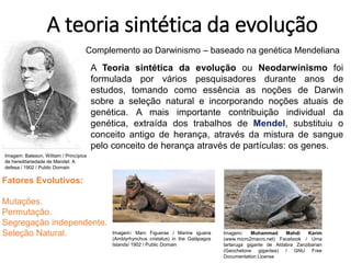 A teoria sintética da evolução
A Teoria sintética da evolução ou Neodarwinismo foi
formulada por vários pesquisadores durante anos de
estudos, tomando como essência as noções de Darwin
sobre a seleção natural e incorporando noções atuais de
genética. A mais importante contribuição individual da
genética, extraída dos trabalhos de Mendel, substituiu o
conceito antigo de herança, através da mistura de sangue
pelo conceito de herança através de partículas: os genes.
Fatores Evolutivos:
Mutações.
Permutação.
Segregação independente.
Seleção Natural.
Complemento ao Darwinismo – baseado na genética Mendeliana
Imagem: Bateson, William / Princípios
de hereditariedade de Mendel: A
defesa / 1902 / Public Domain
Imagem: Marc Figueras / Marine iguana
(Amblyrhynchus cristatus) in the Galápagos
Islands/ 1902 / Public Domain
Imagem: Muhammad Mahdi Karim
(www.micro2macro.net) Facebook / Uma
tartaruga gigante de Aldabra Zanzibarian
(Geochelone gigantea) / GNU Free
Documentation License
 