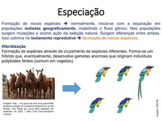 Especiação
Formação de novas espécies  normalmente, inicia-se com a separação em
populações isoladas geograficamente, impedindo o fluxo gênico. Nas populações
surgem mutações e ocorre ação da seleção natural. Surgem diferenças entre ambas.
Isso culmina no isolamento reprodutivo  formação de novas espécies.
Hibridização
Formação de espécies através do cruzamento de espécies diferentes. Forma-se um
híbrido que, eventualmente, desenvolve gametas anormais que originam indivíduos
poliploides férteis (comum em vegetais).
Imagem: Aes / um grupo de dois anos garanhões
budjonny antigas da coudelaria budjonny no sul da
Rússia. foto tirada por anna edith seuberth em
setembro de 2003 / GNU Free Documentation
License
Imagem:
SEE-PE
 