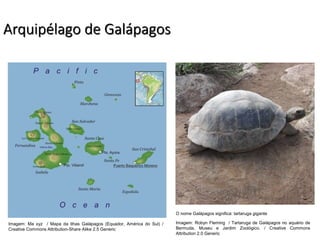 Arquipélago de Galápagos
O nome Galápagos significa: tartaruga gigante
Imagem: Ma xyz / Mapa da Ilhas Galápagos (Equador, América do Sul) /
Creative Commons Attribution-Share Alike 2.5 Generic
Imagem: Robyn Fleming / Tartaruga de Galápagos no aquário de
Bermuda, Museu e Jardim Zoológico. / Creative Commons
Attribution 2.0 Generic
 
