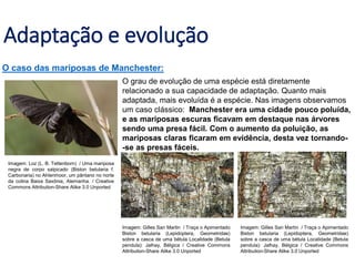 Adaptação e evolução
O caso das mariposas de Manchester:
O grau de evolução de uma espécie está diretamente
relacionado a sua capacidade de adaptação. Quanto mais
adaptada, mais evoluída é a espécie. Nas imagens observamos
um caso clássico: Manchester era uma cidade pouco poluída,
e as mariposas escuras ficavam em destaque nas árvores
sendo uma presa fácil. Com o aumento da poluição, as
mariposas claras ficaram em evidência, desta vez tornando-
-se as presas fáceis.
Imagem: Loz (L. B. Tettenborn) / Uma mariposa
negra de corpo salpicado (Biston betularia f.
Carbonaria) no Ahlenmoor, um pântano no norte
da colina Baixa Saxônia, Alemanha. / Creative
Commons Attribution-Share Alike 3.0 Unported
Imagem: Gilles San Martin / Traça o Apimentado
Biston betularia (Lepidoptera, Geometridae)
sobre a casca de uma bétula Localidade (Betula
pendula): Jalhay, Bélgica / Creative Commons
Attribution-Share Alike 3.0 Unported
Imagem: Gilles San Martin / Traça o Apimentado
Biston betularia (Lepidoptera, Geometridae)
sobre a casca de uma bétula Localidade (Betula
pendula): Jalhay, Bélgica / Creative Commons
Attribution-Share Alike 3.0 Unported
 
