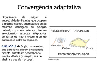 Convergência adaptativa
Organismos de origem e
ancestralidade distintos que ocupam
o mesmo hábitat, submetendo-se às
mesmas condições de seleção
natural, e que, com o tempo, tiveram
selecionados aspectos adaptativos
semelhantes não indicam grau de
parentesco entre as espécies.
ANALOGIA  Órgão ou estrutura
que apresenta origem embrionária
distinta, entretanto desempenha
função idêntica (exemplo: asa de
abelha e asa de morcego).
ASA DE INSETO ASA DE AVE
Nervuras
Quitina Ossos
ESTRUTURAS ANÁLOGAS
Imagem: SEE-PE
 