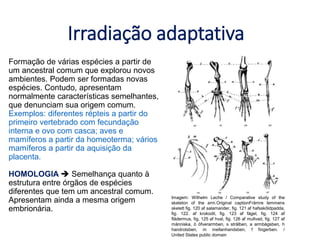 Irradiação adaptativa
BIOLOGIA, 1º Ano do Ensino Médio
A variabilidade de características
Formação de várias espécies a partir de
um ancestral comum que explorou novos
ambientes. Podem ser formadas novas
espécies. Contudo, apresentam
normalmente características semelhantes,
que denunciam sua origem comum.
Exemplos: diferentes répteis a partir do
primeiro vertebrado com fecundação
interna e ovo com casca; aves e
mamíferos a partir da homeoterma; vários
mamíferos a partir da aquisição da
placenta.
HOMOLOGIA  Semelhança quanto à
estrutura entre órgãos de espécies
diferentes que tem um ancestral comum.
Apresentam ainda a mesma origem
embrionária.
Imagem: Wilhelm Leche / Comparative study of the
skeleton of the arm.Original captionFrämre lemmens
skelett fig. 120 af salamander, fig. 121 af hafssköldpadda,
fig. 122. af krokodil, fig. 123 af fågel, fig. 124 af
flädermus, fig, 125 af hval, fig. 126 af mullvad, fig. 127 af
människa, ö öfverarmben, s strålben, a armbågsben, h
handrotsben, m mellanhandsben, f fingerben. /
United States public domain
 