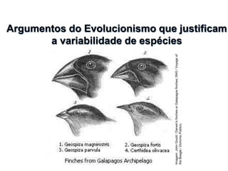 Argumentos do Evolucionismo que justificam
a variabilidade de espécies
BIOLOGIA, 1º Ano do Ensino Médio
A variabilidade de características
Imagem:
John
Gould
/
Darwin's
finches
or
Galapagos
finches,1845
/
Voyage
of
the
Beagle
/
Domínio
Público.
 
