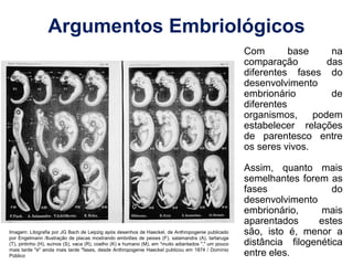 Argumentos Embriológicos
Com base na
comparação das
diferentes fases do
desenvolvimento
embrionário de
diferentes
organismos, podem
estabelecer relações
de parentesco entre
os seres vivos.
Assim, quanto mais
semelhantes forem as
fases do
desenvolvimento
embrionário, mais
aparentados estes
são, isto é, menor a
distância filogenética
entre eles.
Imagem: Litografia por JG Bach de Leipzig após desenhos de Haeckel, de Anthropogenie publicado
por Engelmann /Ilustração de placas mostrando embriões de peixes (F), salamandra (A), tartaruga
(T), pintinho (H), suínos (S), vaca (R), coelho (K) e humano (M), em "muito adiantados "," um pouco
mais tarde "e" ainda mais tarde "fases, desde Anthropogenie Haeckel publicou em 1874 / Domínio
Público
 