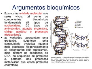 • Existe uma unidade molecular nos
seres vivos, tal como os
componentes bioquímicos
fundamentais (5 tipos de
nucleotídeos, 20 tipos de
aminoácidos, atuação enzimática,
código genético e processos
metabólicos);
• as variações apresentam uma
gradação, sugerindo uma
continuidade evolutiva (quanto
mais afastados filogeneticamente
se encontrarem dois organismos,
mais diferem na sequência de
DNA, na sequência de proteínas
e, portanto, nos processos
metabólicos que essas proteínas
controlam).
Argumentos bioquímicos
Imagem: Zephyris / A estrutura de DNA que mostra com detalhe
que mostra a estrutura de uma das quatro bases, adenina,
citosina, guanina e timina, e a localização da ranhura maior e
menor. / GNU Free Documentation License
 