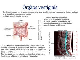 Órgãos vestigiais
• Órgãos reduzidos em tamanho e geralmente sem função, que correspondem a órgãos maiores
e funcionais em outros organismos;
• indicam ancestralidade comum.
O apêndice produz leucócitos,
atualmente, mas já foi o local de
digestão da celulose (ingerida em
abundância por nossos ancestrais e
ancestrais dos herbívoros).
O cóccix (7) é o osso rudimentar da cauda das formas
animais inferiores. É a porção distal da coluna vertebral
com forma cônica, em número de quatro e, às vezes, até
cinco segmentos.
Tais ossículos são móveis ao nascimento e tendem a se
fundirem na infância e no início da vida adulta.
Imagem:
Original
uploader
was
Arnavaz
at
fr.wikipedia
/
25
April
2010
/
Public
Domain
Colon
transverso
Colon
descendente
Reto
Apêndice
Colon
ascendente
Imagem: Nevit Dilmen (Discussão) / MRI
lombar / GNU Free Documentation License
Coluna Lombar
L
o
r
d
o
s
e
L
o
m
b
a
r
1
2
3
4
5
6
7
 