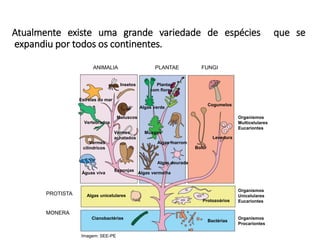 Atualmente existe uma grande variedade de espécies que se
expandiu por todos os continentes.
ANIMALIA PLANTAE FUNGI
PROTISTA
MONERA
Protozoários
Imagem: SEE-PE
Bactérias
Cianobactérias
Algas unicelulares
Estrelas do mar
Vertebrados
Vermes
achatados
Águas viva
Esponjas
Vermes
cilíndricos
Moluscos
Insetos
Organismos
Unicelulares
Eucariontes
Organismos
Procariontes
Plantas
com flores
Levedura
Bolor
Cogumelos
Algas dourada
Algas vermelha
Algas marrom
Algas verde
Musgos
Organismos
Multicelulares
Eucariontes
 