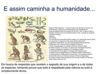 E assim caminha a humanidade...
Em busca de respostas que revelem o segredo de sua origem e a de todas
as espécies, tentando provar que tudo é respaldado pela ciência ou tudo é
simplesmente divino.
Imagem: Petter Bøckman / A teoria moderna da decente do homem, por
Ernst Haeckel, publicado em Anthropogenie oder des Menschen
Entwicklungsgeschichte (A Evolução do Homem), 1874. A figura mostra a
linhagem humana como uma Grande Cadeia do Ser, ilustrado por espécies
modernas e fósseis
Legenda:
uma ameba
1a A reprodução assexuada (divisão ameba) | 2 A reprodução sexual (célula
com esporos) | 3 organismo multi-celular (fase embrionária)
4 organismo Muliticellular com três camadas germinativas (blástula)
5 Organismo com a boca primitiva (estádio) | 6 Planaria
7 Worm (sanguessuga) | 8 cordados primitivos (larva tunicado)
8a Adulto tunicado | 9 Lancelet | 10 peixes sem mandíbula (lampreia)
11 peixes cartilaginosos (tubarão) | 12 Australian lungfish
13 da América do Sul lungfish | 14 Aquatic réptil (plesiossauro)
15 anfíbio Precoce (labytinthodont) | 16 Modern anfíbio (salamandra)
17 réptil (iguana) | 18 Monotreme (ornitorrinco) | 19 marsupial (canguru)
20 prosimian (lemur) | 21 Monkey (langur) | 22 Ape (orangotango)
23 homem-macaco (Pithecanthropus) | 24 humana moderna (a Papuan) /
United States public domain
 