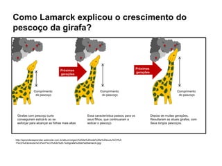 BIOLOGIA, 1º Ano do Ensino Médio
A variabilidade de características
Como Lamarck explicou o crescimento do
pescoço da girafa?
http://aprenderaaprender.webnode.com.br/album/origem%20da%20vida%20e%20evolu%C3%A
7%C3%A3o/evolu%C3%A7%C3%A3o%20-%20girafa%20de%20lamarck-jpg/
Comprimento
do pescoço
Girafas com pescoço curto
conseguiram esticá-lo ao se
esforçar para alcançar as folhas mais altas
Essa característica passou para os
seus flihos, que continuaram a
esticar o pescoço.
Depois de muitas gerações,
Resultaram as atuais girafas, com
Seus longos pescoços.
Comprimento
do pescoço
Comprimento
do pescoço
Próximas
gerações
Próximas
gerações
 