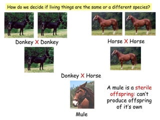 a-variation-ppt