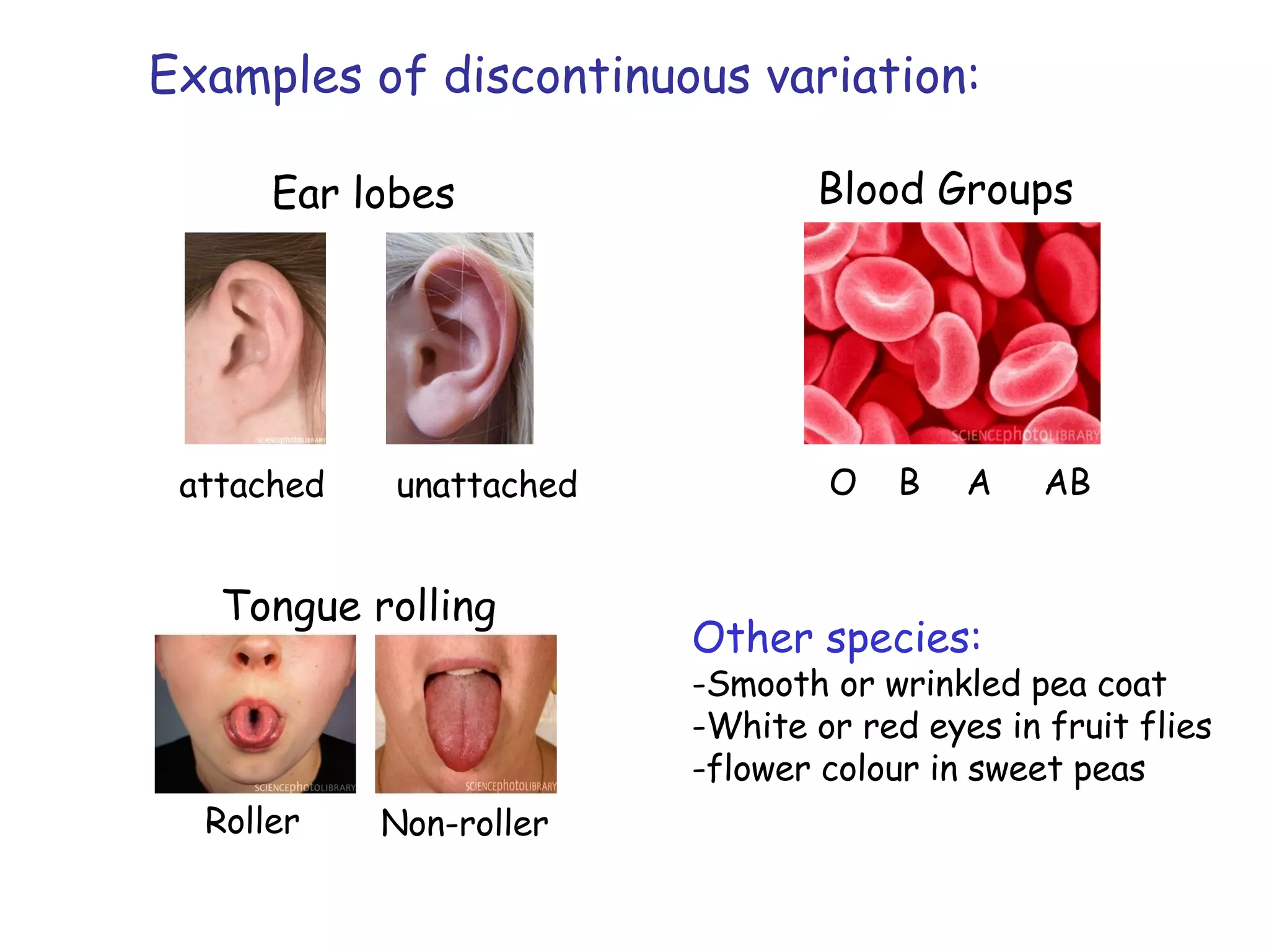Examples of discontinuous variation: Other species: -Smooth or wrinkled pea coat -White or red eyes in fruit flies -flower colour in sweet peas Ear lobes attached unattached Blood Groups O  B  A  AB Tongue rolling Roller Non-roller 