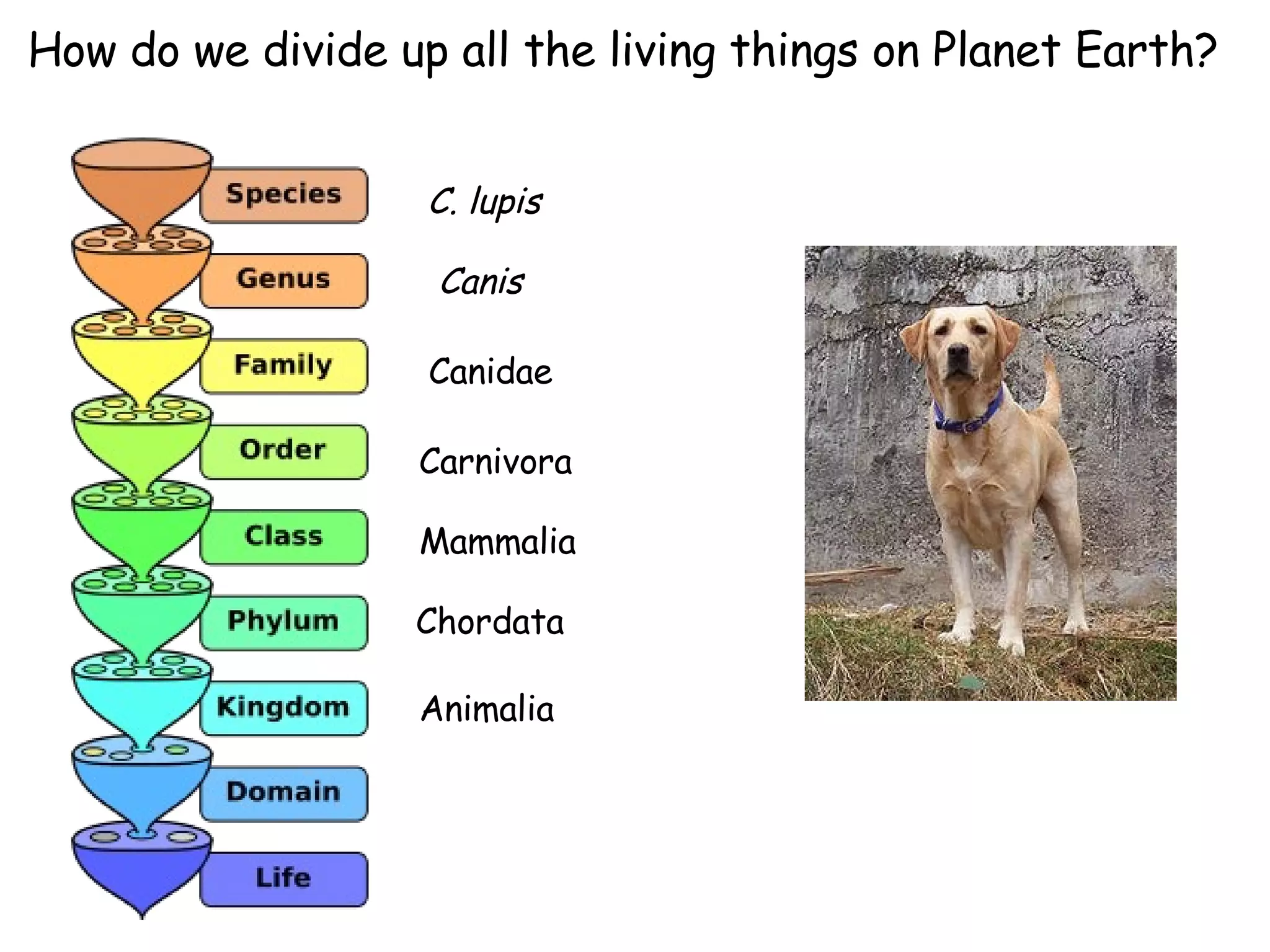 How do we divide up all the living things on Planet Earth? Animalia Chordata Mammalia Carnivora Canidae Canis C. lupis 