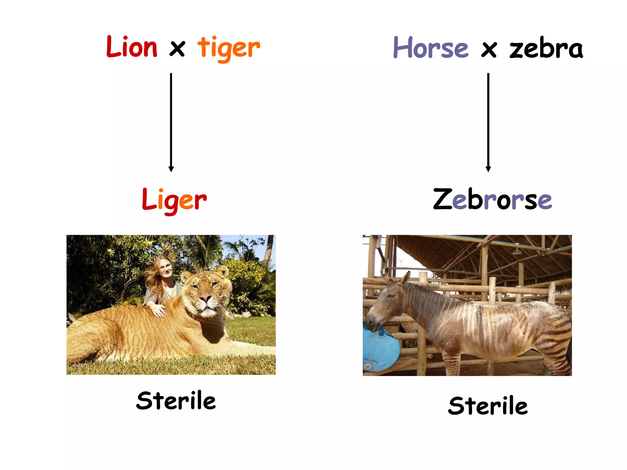 Lion  x  tiger Sterile Horse  x zebra Sterile L i g e r Z e b r o r s e 
