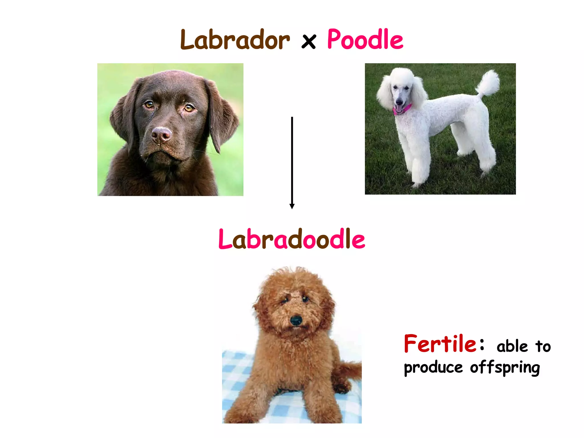Fertile :  able to produce offspring L a b r a d o o d l e Labrador  x  Poodle 