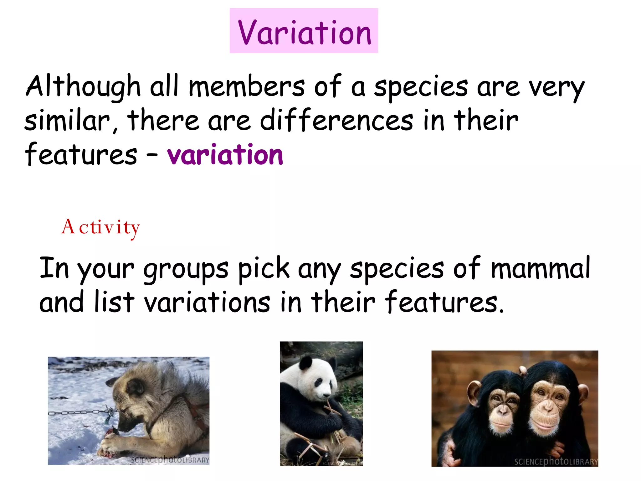 Variation Although all members of a species are very similar, there are differences in their features –  variation Activity In your groups pick any species of mammal and list variations in their features. 