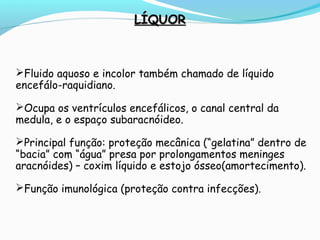 LÍQUORLÍQUOR
Fluido aquoso e incolor também chamado de líquido
encefálo-raquidiano.
Ocupa os ventrículos encefálicos, o canal central da
medula, e o espaço subaracnóideo.
Principal função: proteção mecânica (“gelatina” dentro de
“bacia” com “água” presa por prolongamentos meninges
aracnóides) – coxim líquido e estojo ósseo(amortecimento).
Função imunológica (proteção contra infecções).
 