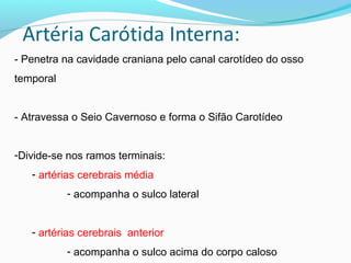 - Penetra na cavidade craniana pelo canal carotídeo do osso
temporal
- Atravessa o Seio Cavernoso e forma o Sifão Carotídeo
-Divide-se nos ramos terminais:
- artérias cerebrais média
- acompanha o sulco lateral
- artérias cerebrais anterior
- acompanha o sulco acima do corpo caloso
 