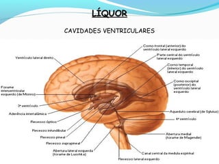 LÍQUORLÍQUOR
CAVIDADES VENTRICULARES
 
