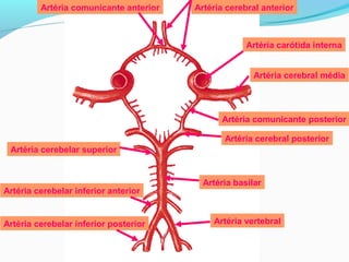 Artéria cerebral anteriorArtéria comunicante anterior
Artéria cerebral média
Artéria carótida interna
Artéria comunicante posterior
Artéria cerebral posterior
Artéria cerebelar superior
Artéria basilar
Artéria cerebelar inferior anterior
Artéria cerebelar inferior posterior Artéria vertebral
 