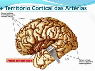 Artéria cerebral médiaArtéria cerebral média
 