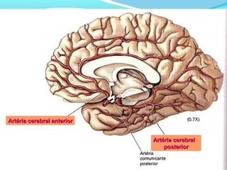 Artéria cerebral anteriorArtéria cerebral anterior
Artéria cerebralArtéria cerebral
posteriorposterior
 